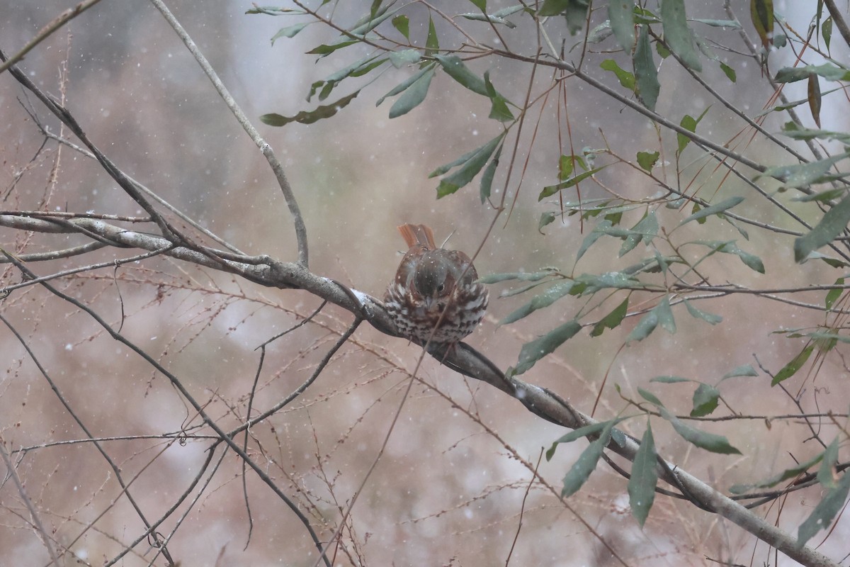 Fox Sparrow (Red) - ML650440716