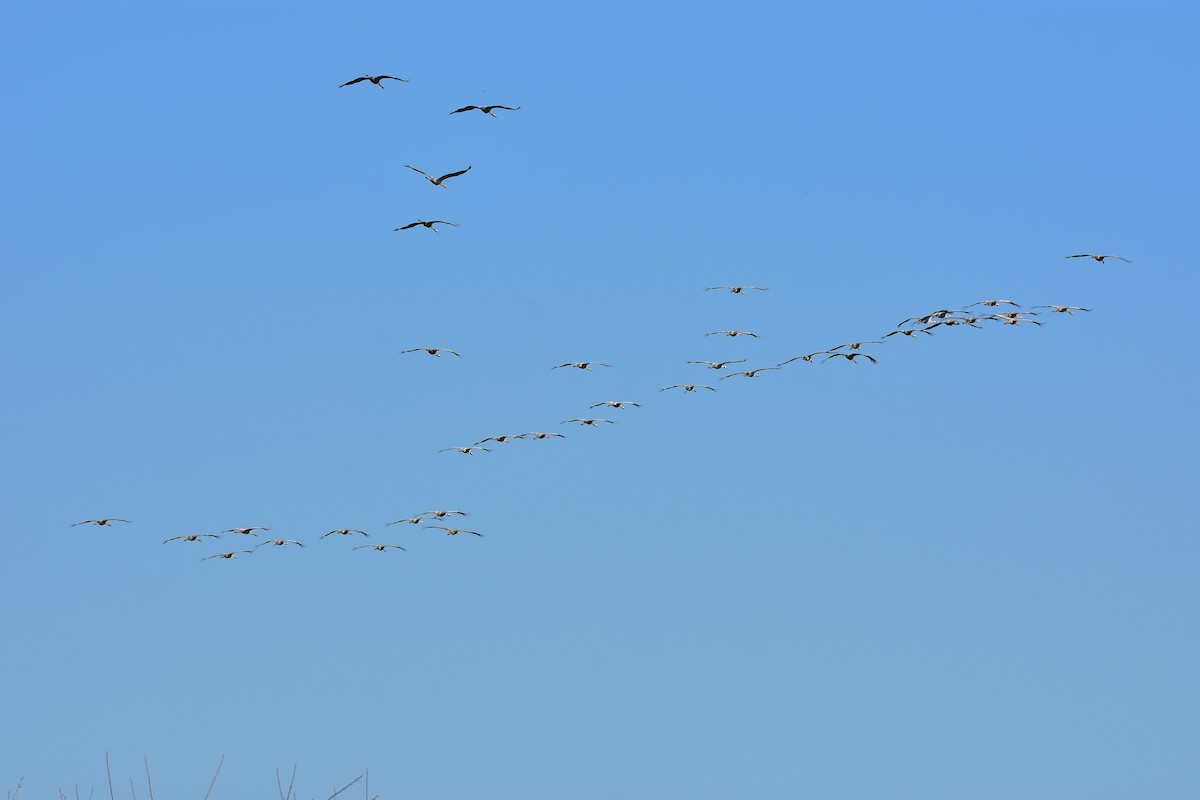 jeřáb popelavý - ML650440726