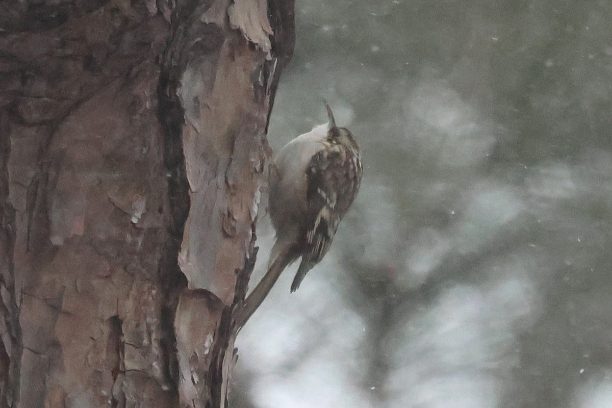 Brown Creeper - ML650440778
