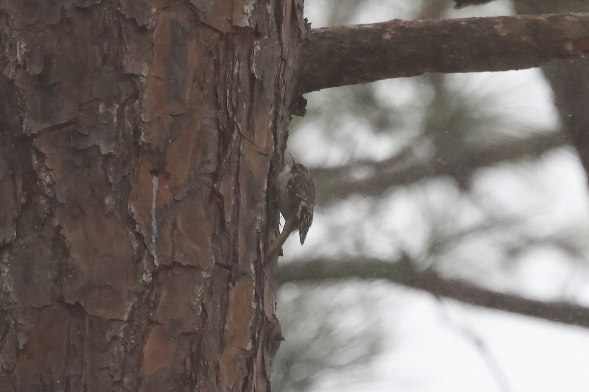 Brown Creeper - ML650440779