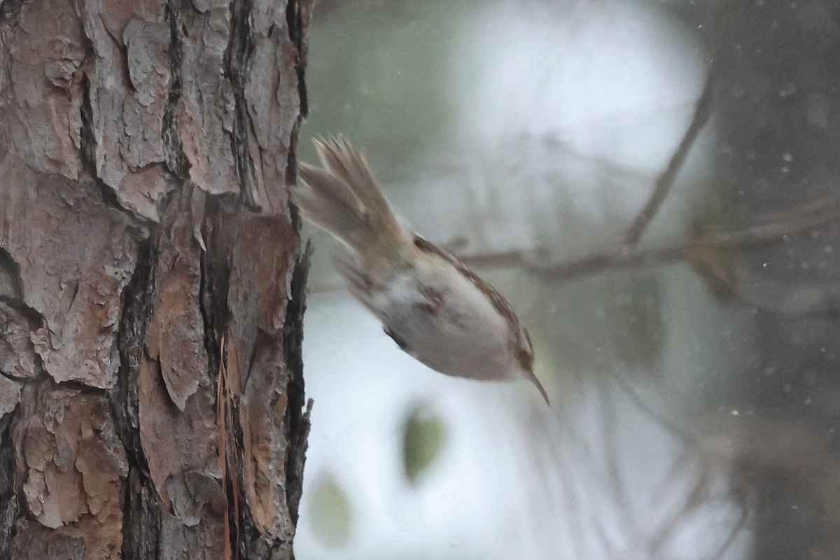 Brown Creeper - ML650440780