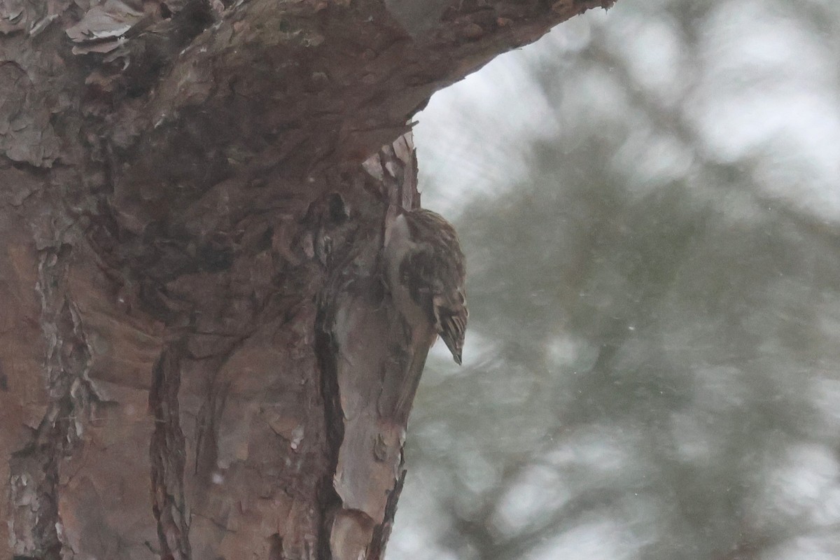 Brown Creeper - ML650440781