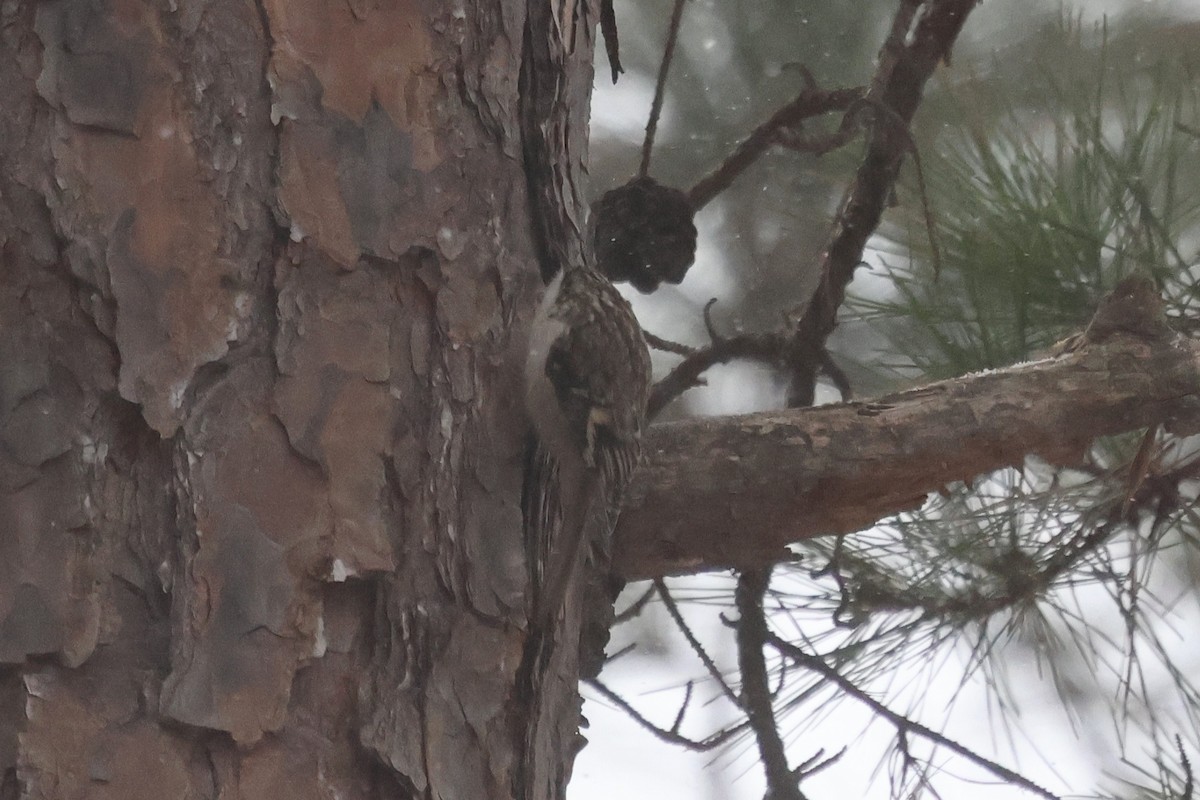 Brown Creeper - ML650440782
