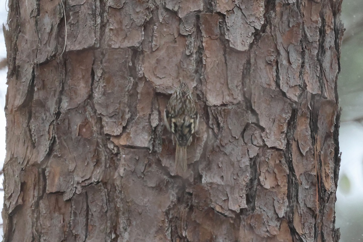 Brown Creeper - ML650440783