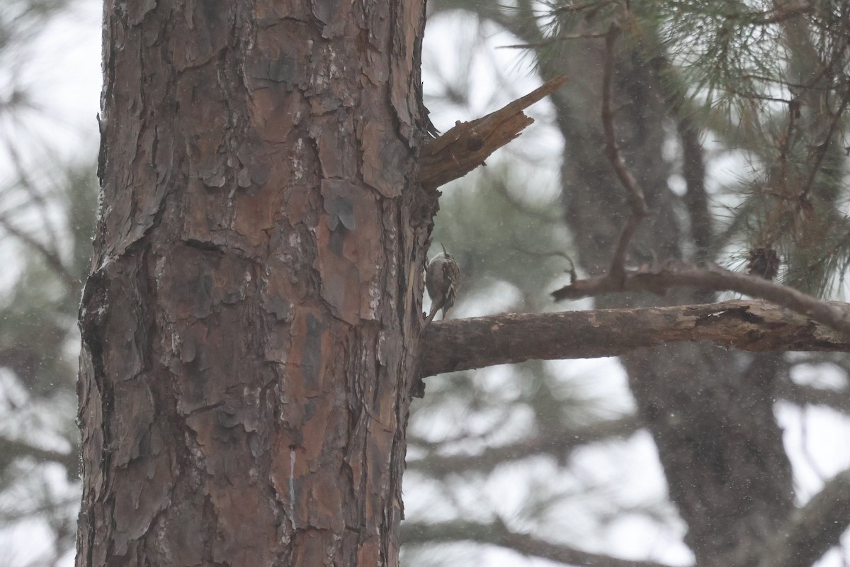 Brown Creeper - ML650440785