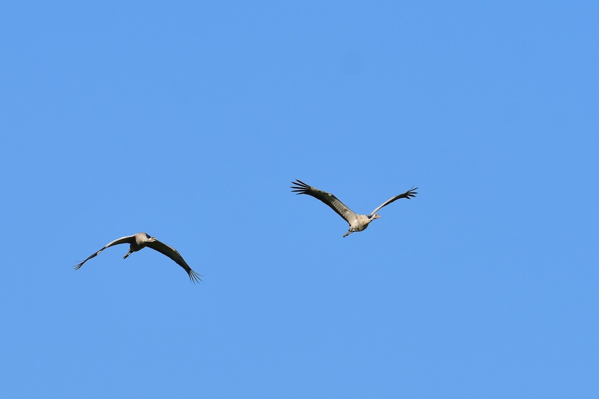 jeřáb popelavý - ML650440820