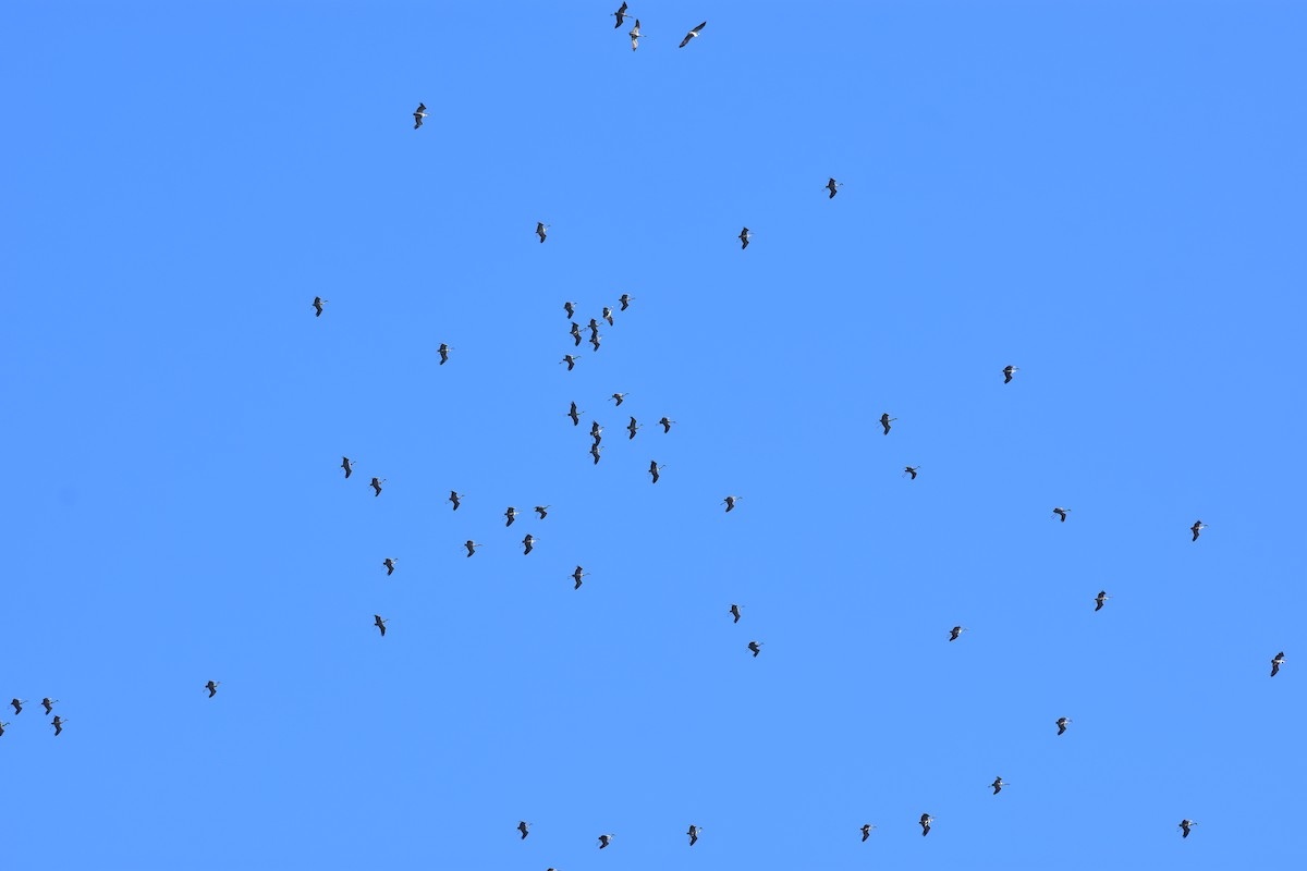 jeřáb popelavý - ML650440842