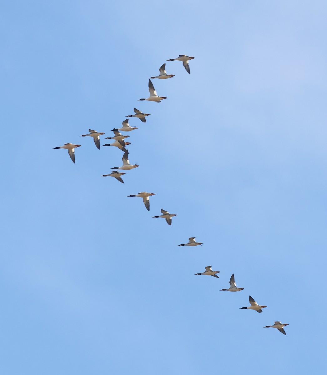 Zerra handia - ML650440852