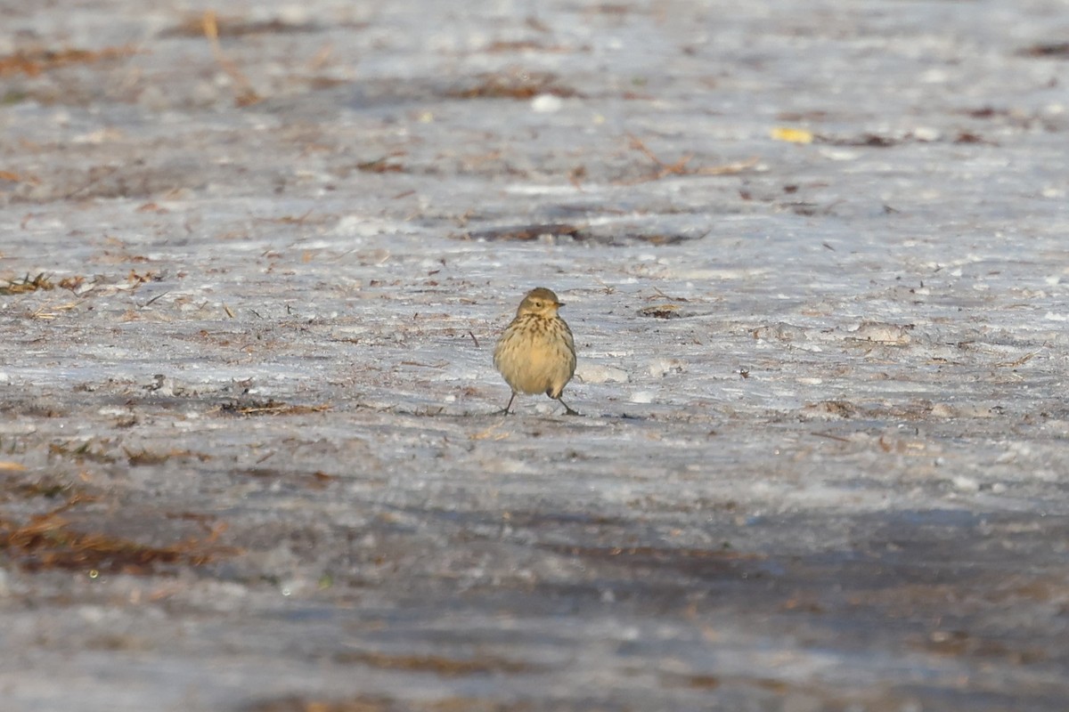 American Pipit - ML650440967