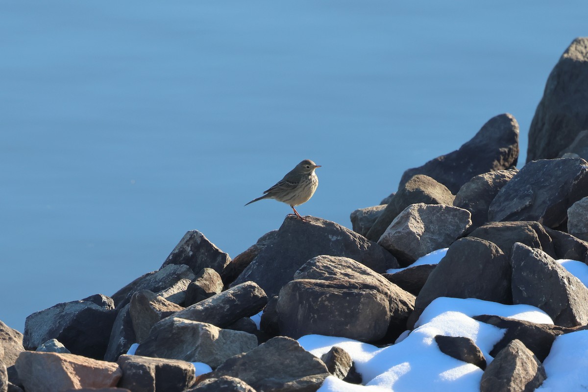American Pipit - ML650440969