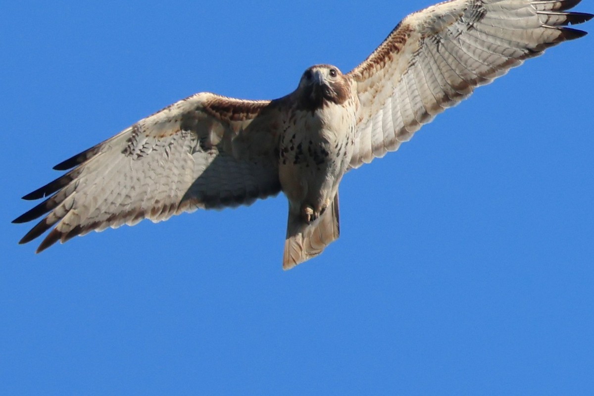 Red-tailed Hawk - ML650441001