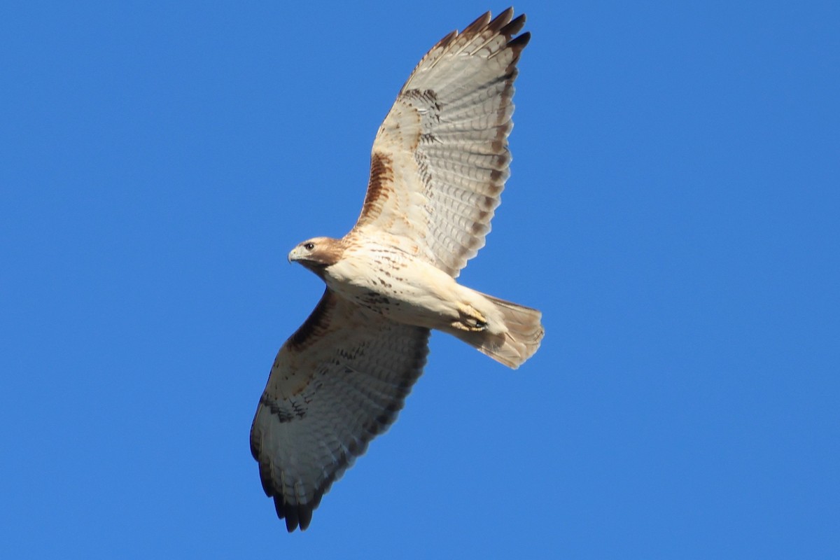 Red-tailed Hawk - ML650441003