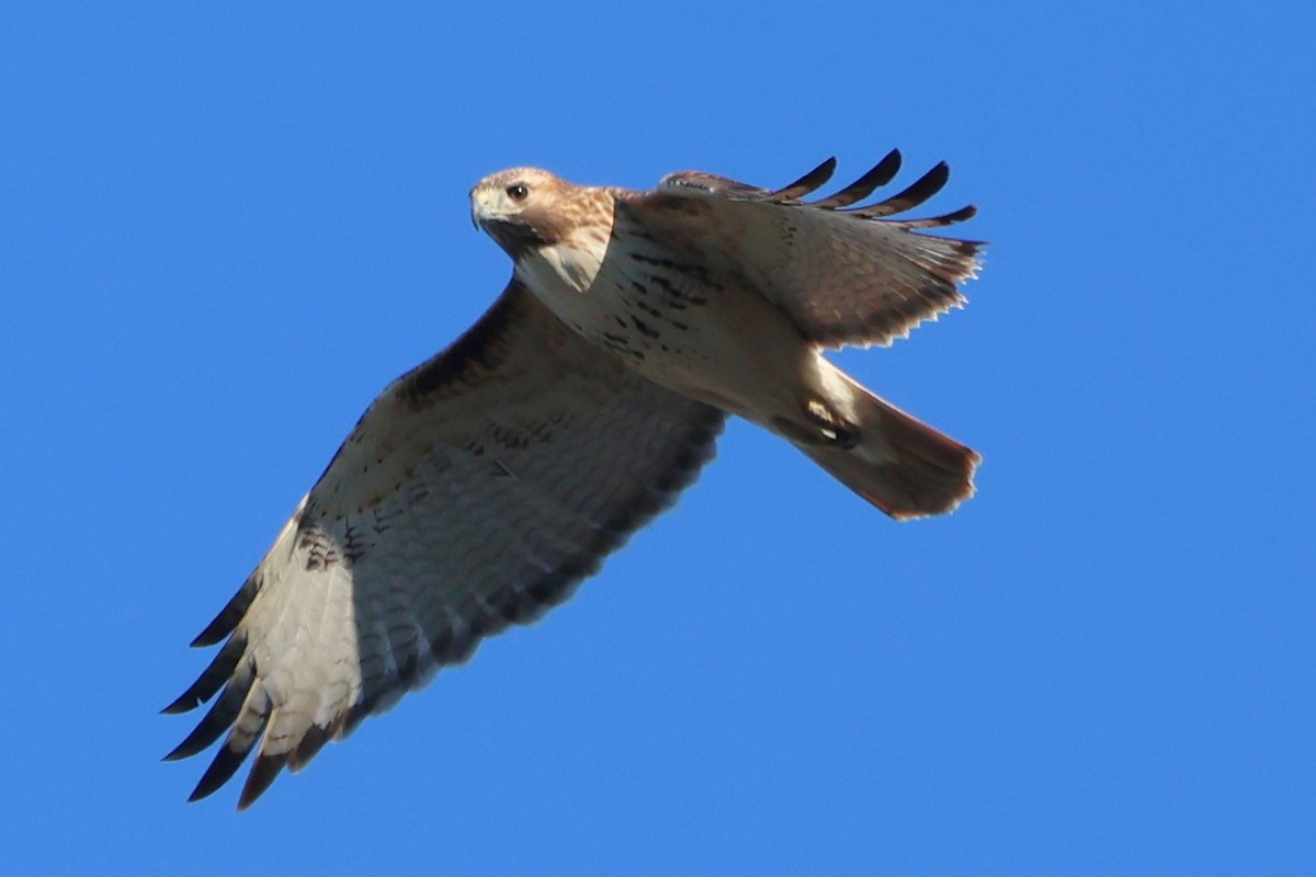 Red-tailed Hawk - ML650441004