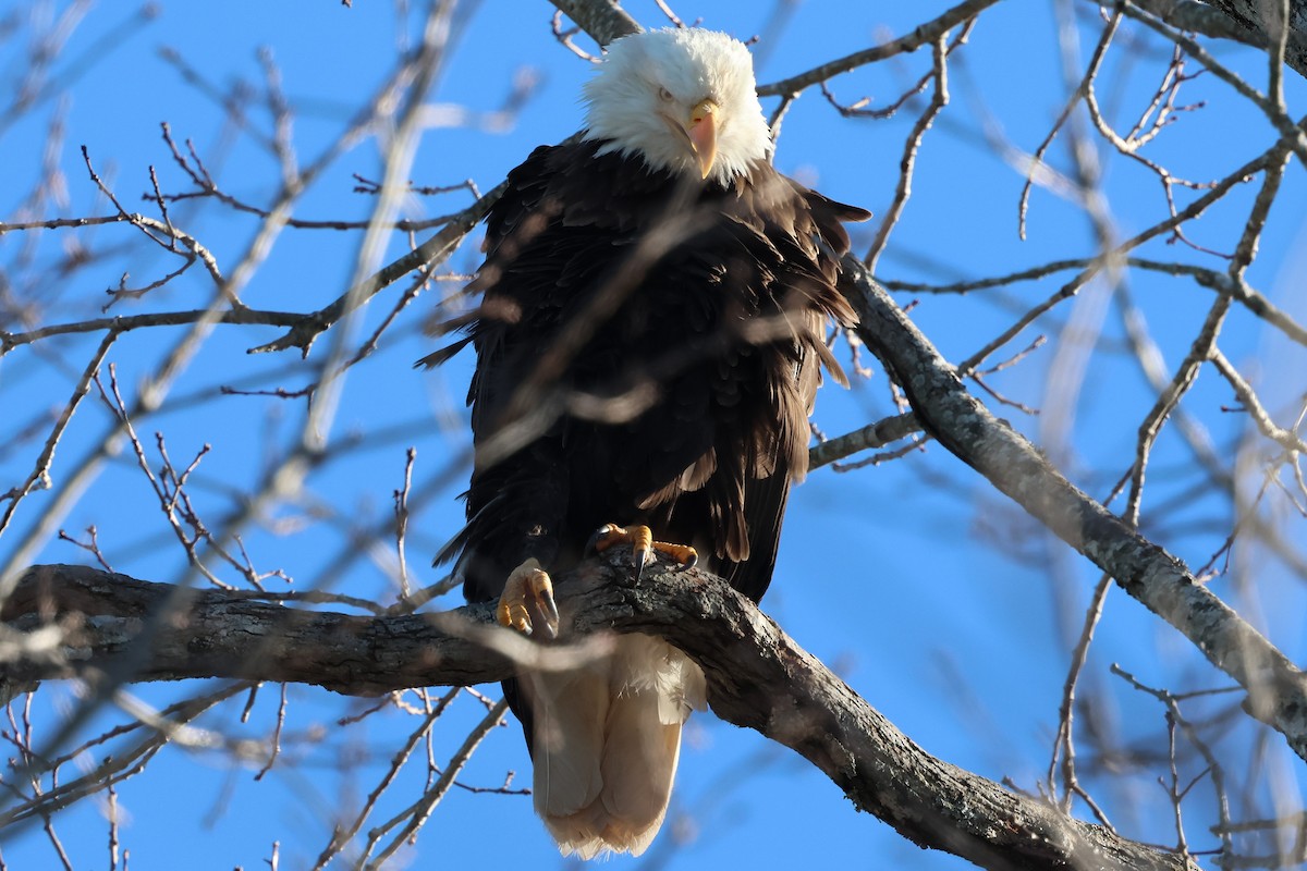 Bald Eagle - ML650441073