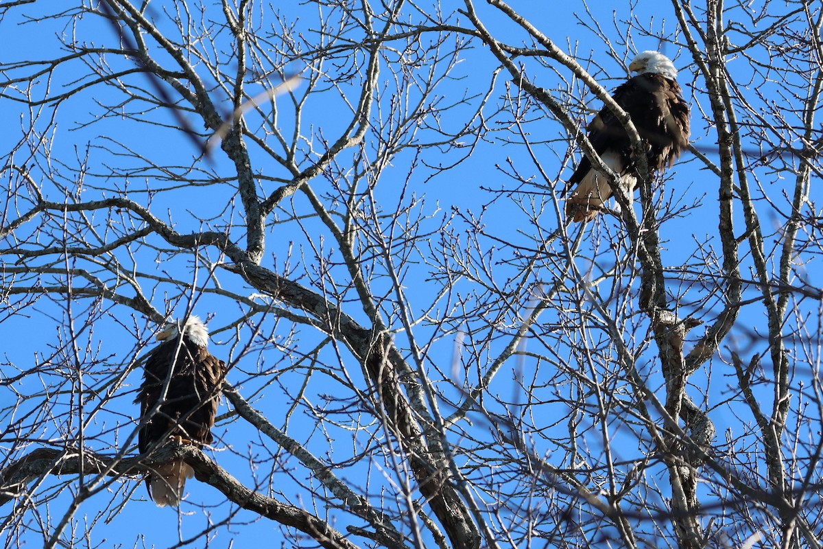 Bald Eagle - ML650441074