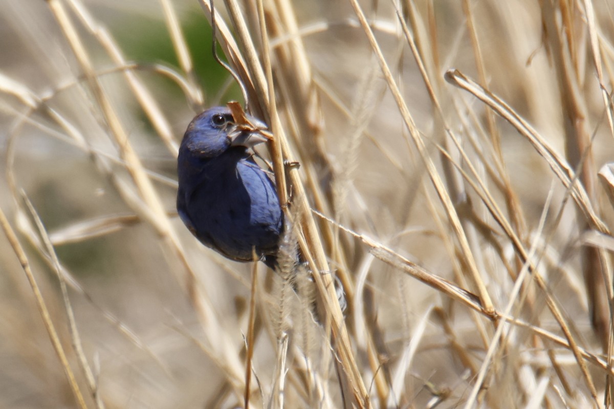 Mavi Çinte - ML650441213