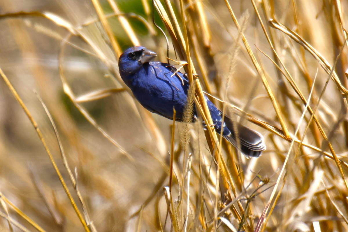 Mavi Çinte - ML650441214