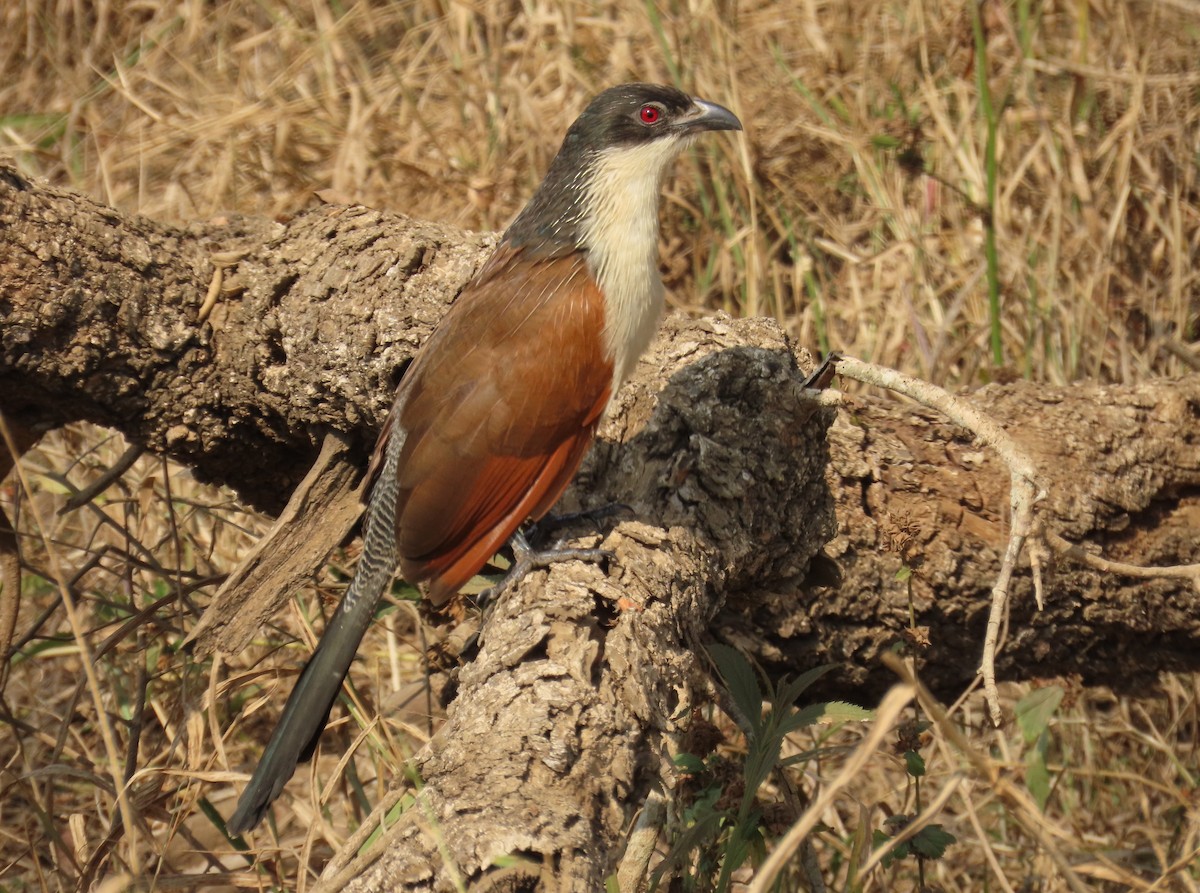 Burchell Kukalı - ML650441336