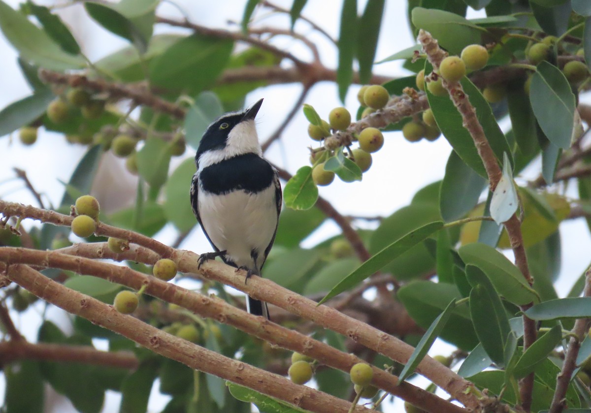 Chinspot Batis - ML650441410