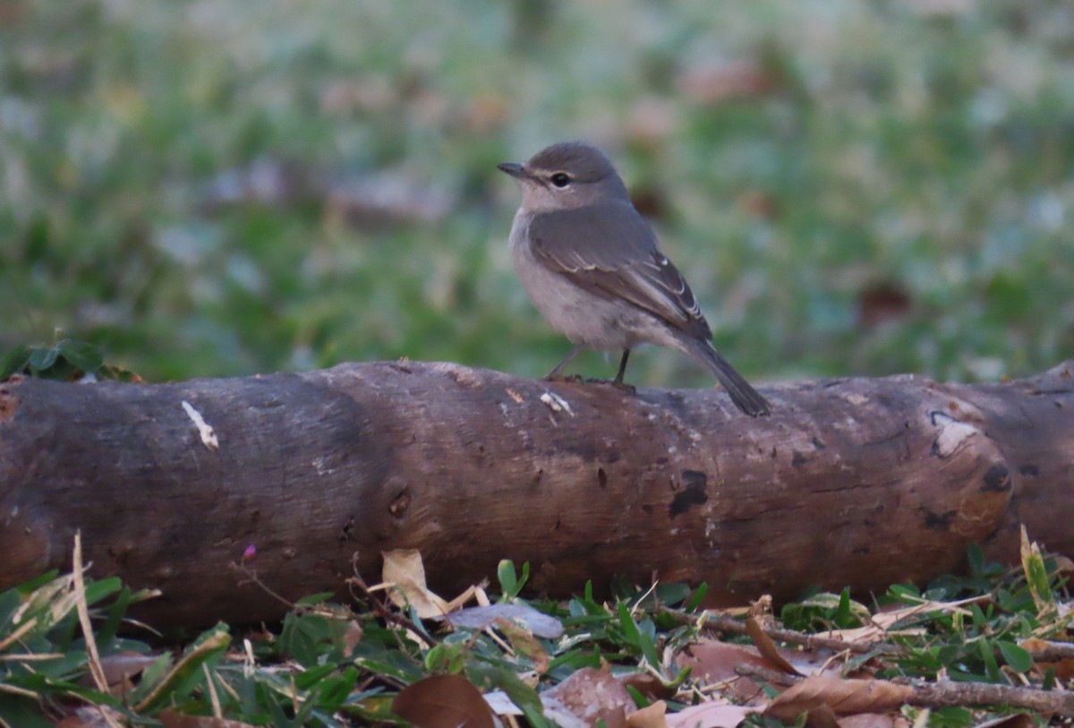 Ashy Flycatcher - ML650441526