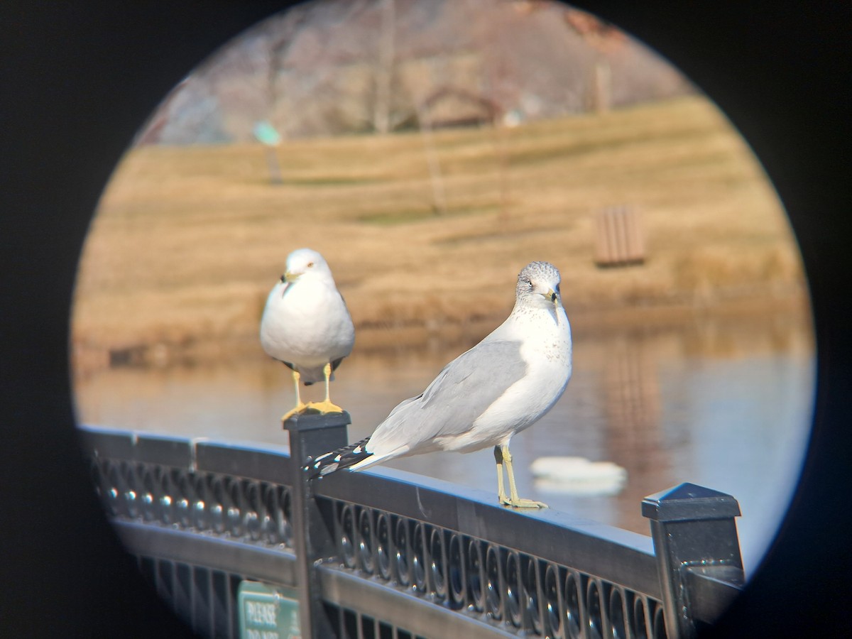 שחף עקוד-מקור - ML650441549