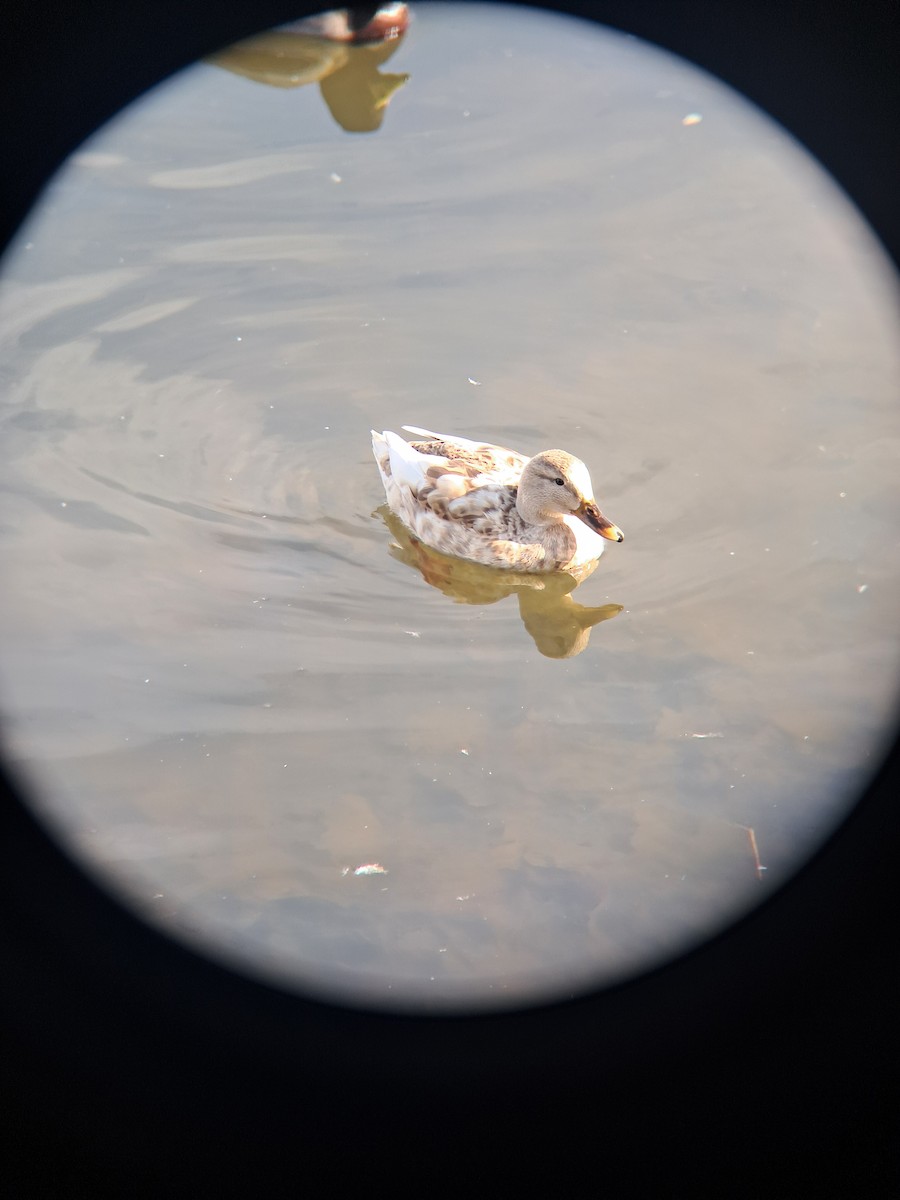 ברכיה (מבויתת) - ML650441560