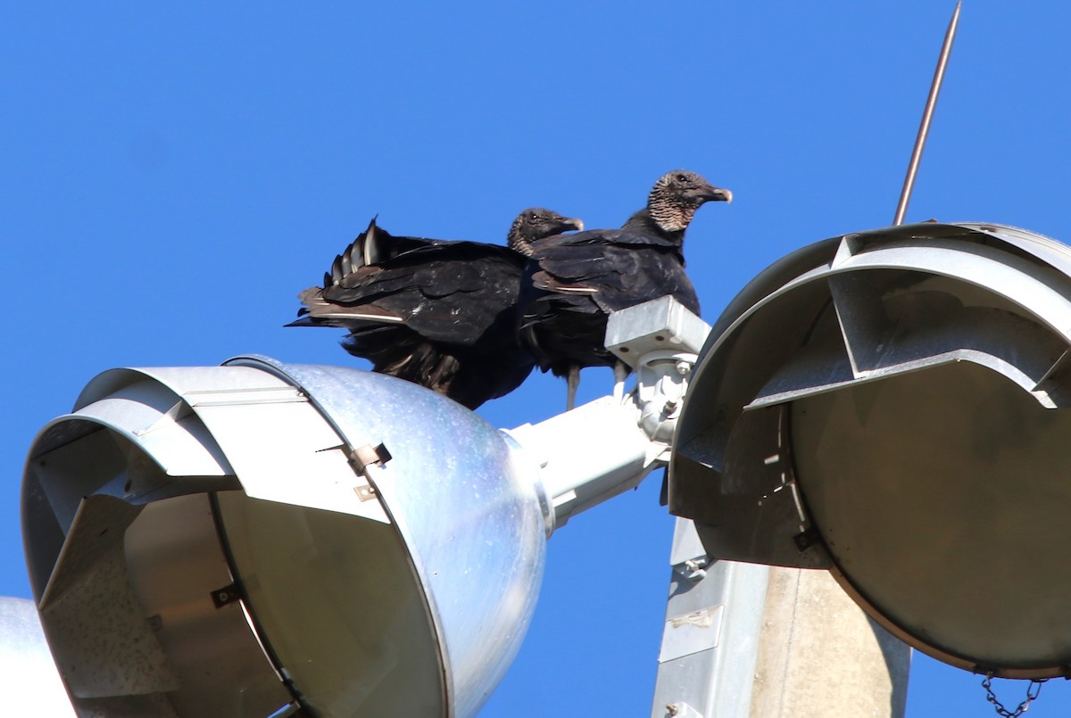 Чёрная катарта - ML650441649