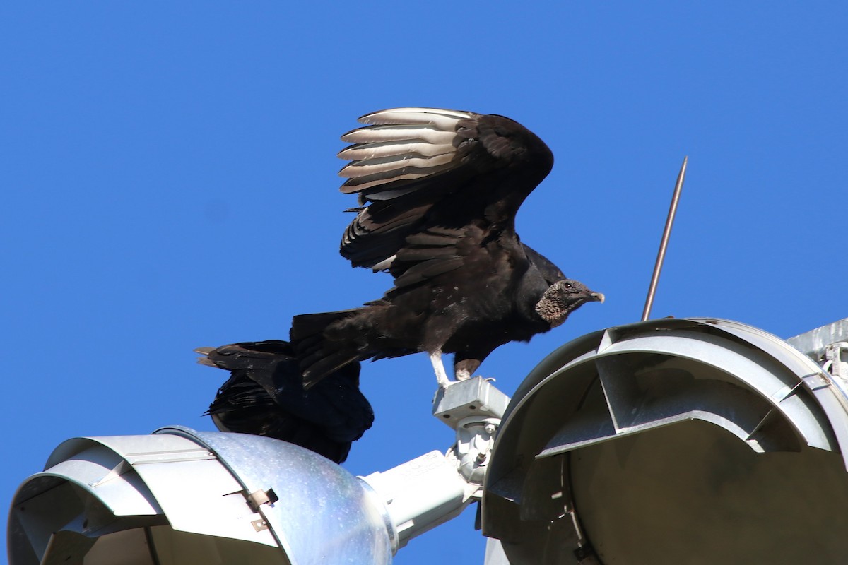 Чёрная катарта - ML650441650