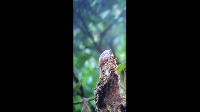 Streaked Xenops - ML650441784