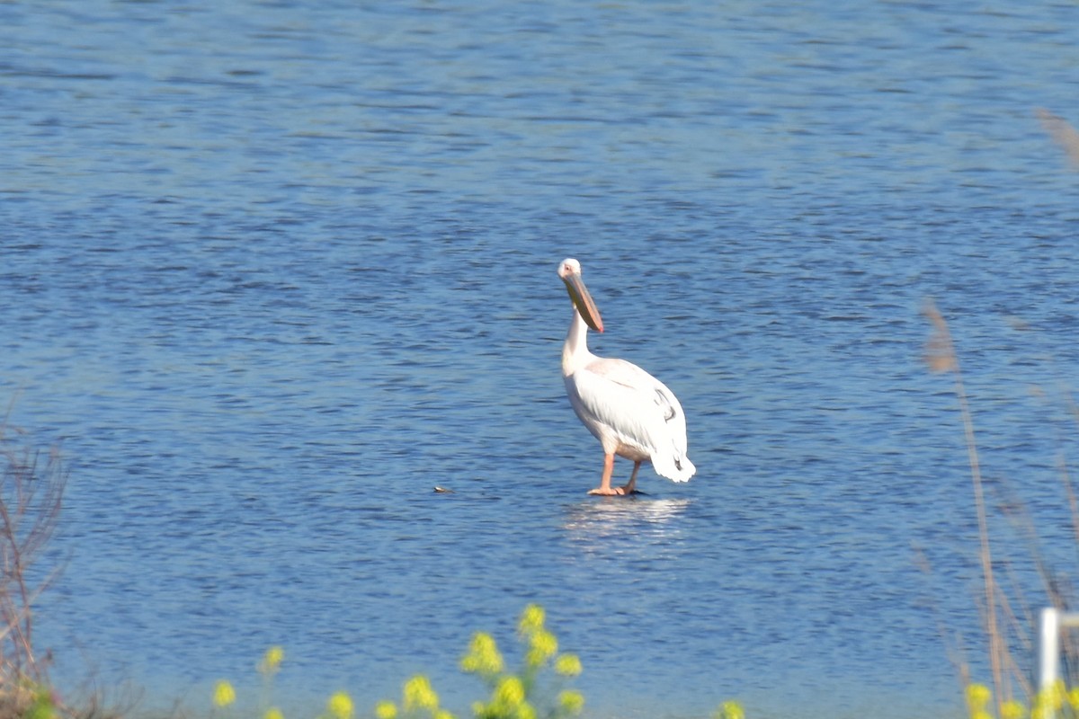 Pélican blanc - ML650442038