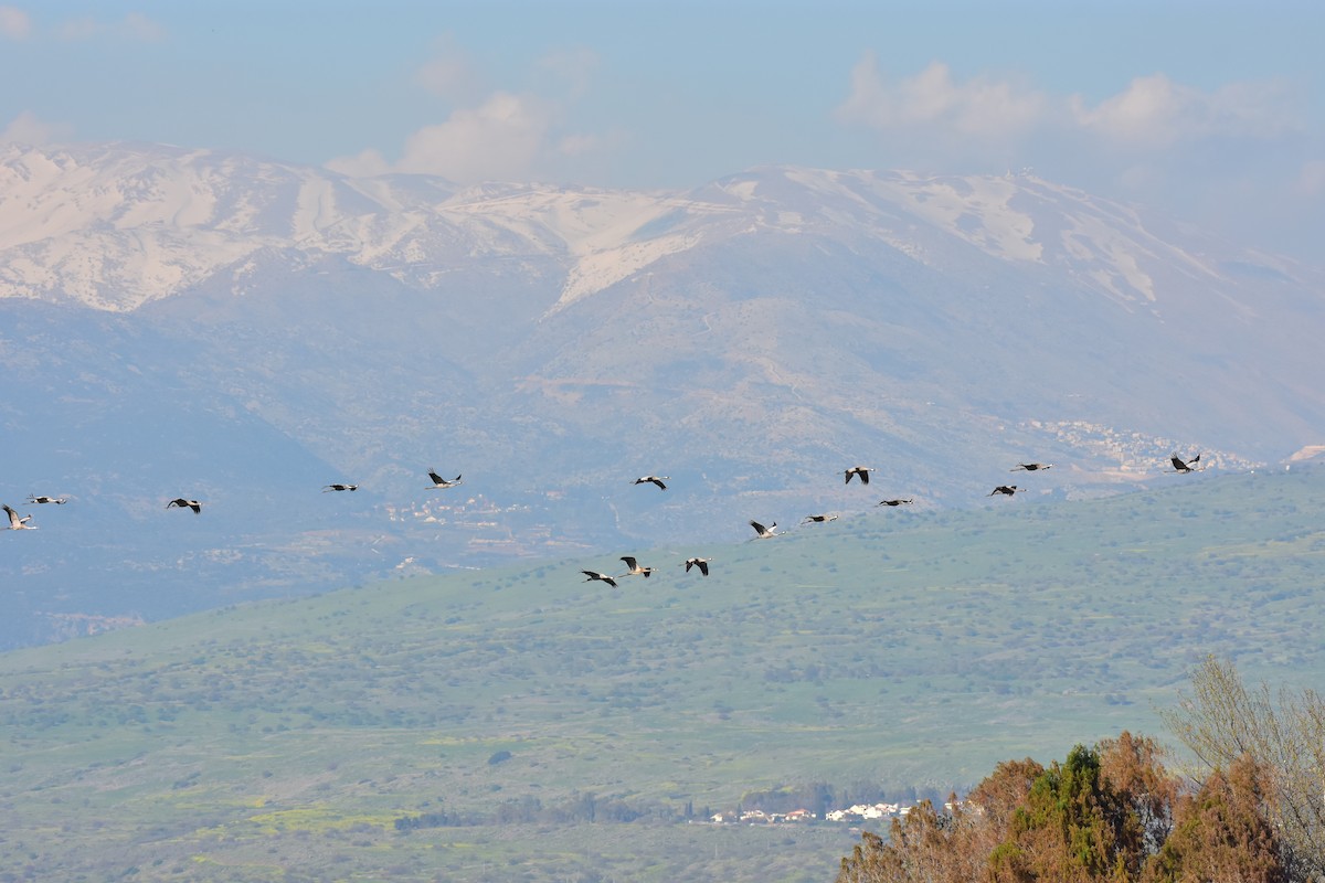 jeřáb popelavý - ML650442235