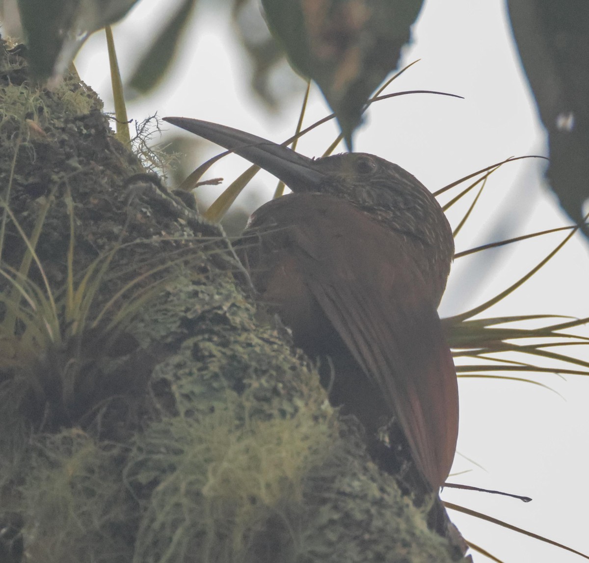 Strong-billed Woodcreeper (Andean/Northern) - ML650442247