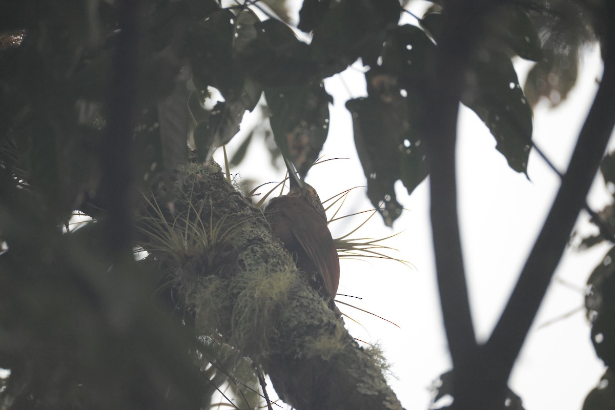 Strong-billed Woodcreeper (Andean/Northern) - ML650442249