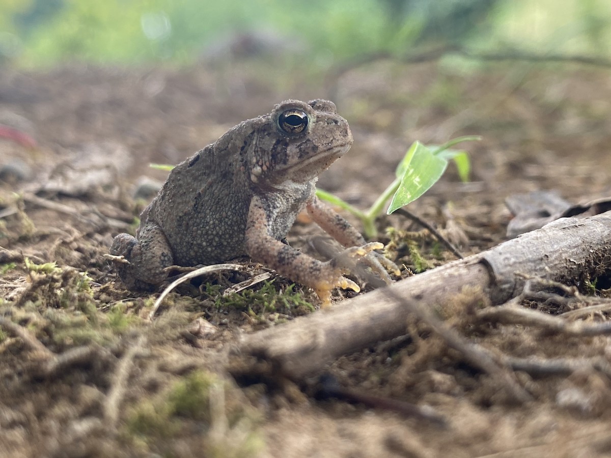 Amerikanische Kröte - ML650442375