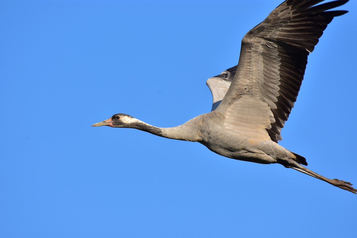 jeřáb popelavý - ML650442383