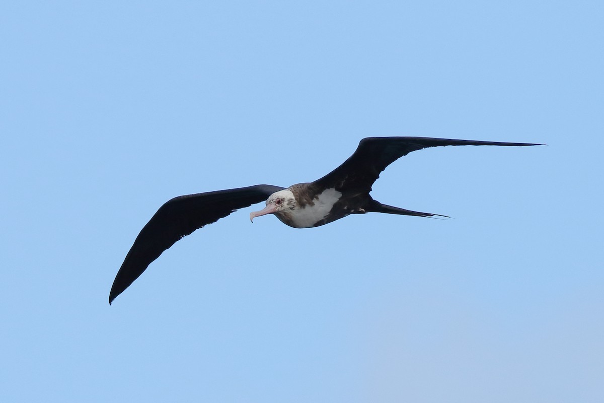 Great Frigatebird - Sharif Uddin