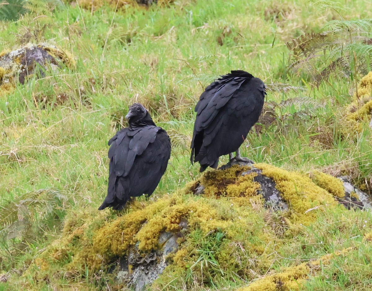 Чёрная катарта - ML650442561