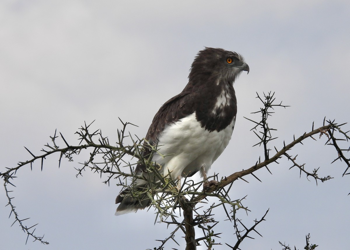 Circaète à poitrine noire - ML650442604