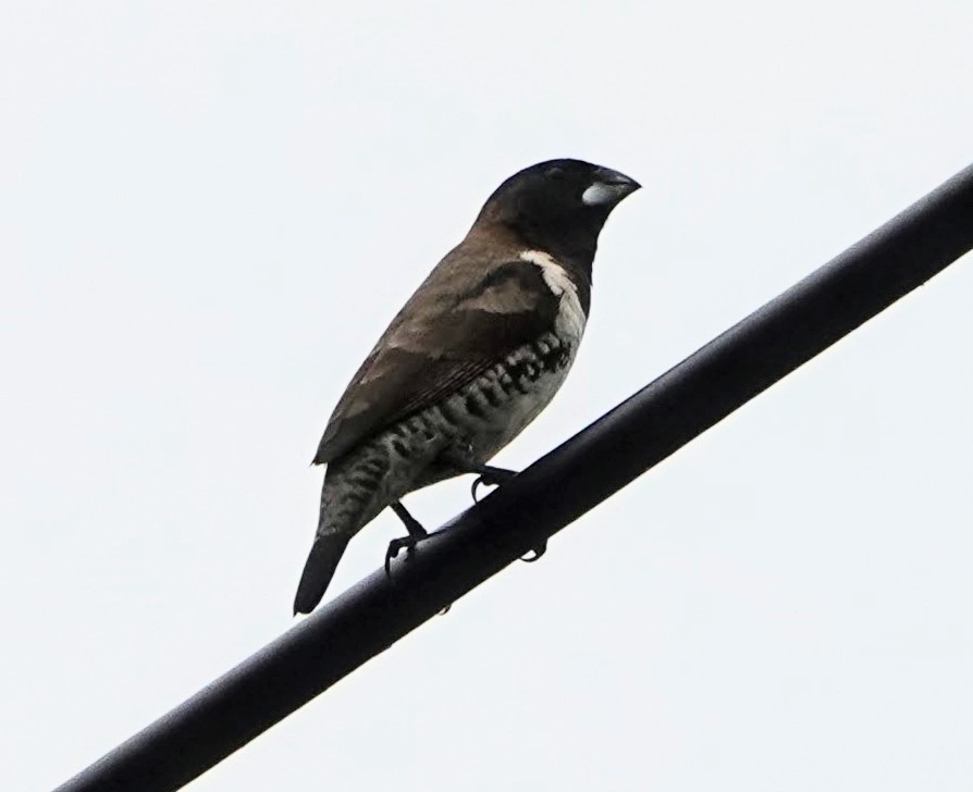 Bronze Mannikin - ML650442673