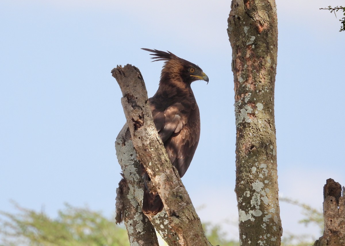 Aigle huppard - ML650442699