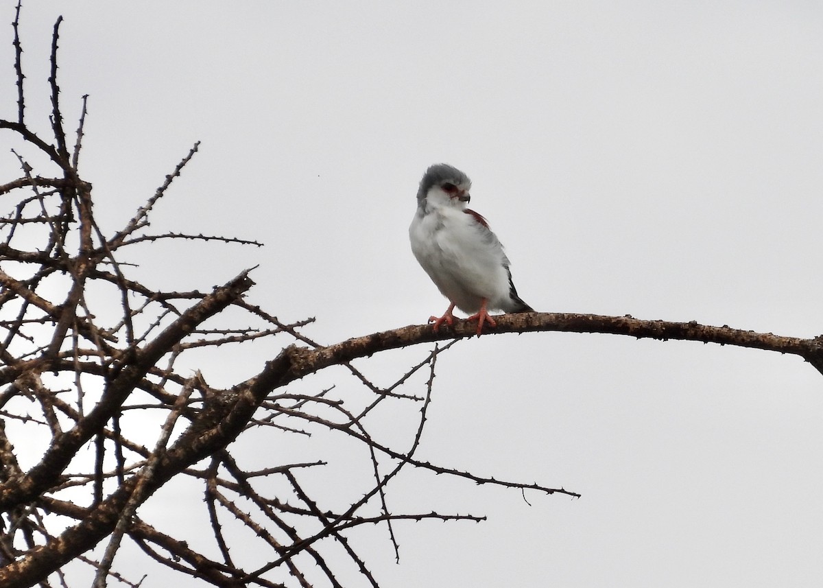 Fauconnet d'Afrique - ML650442813