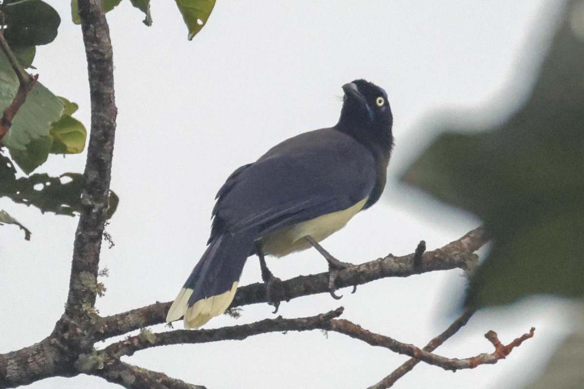 Black-chested Jay - ML650442868