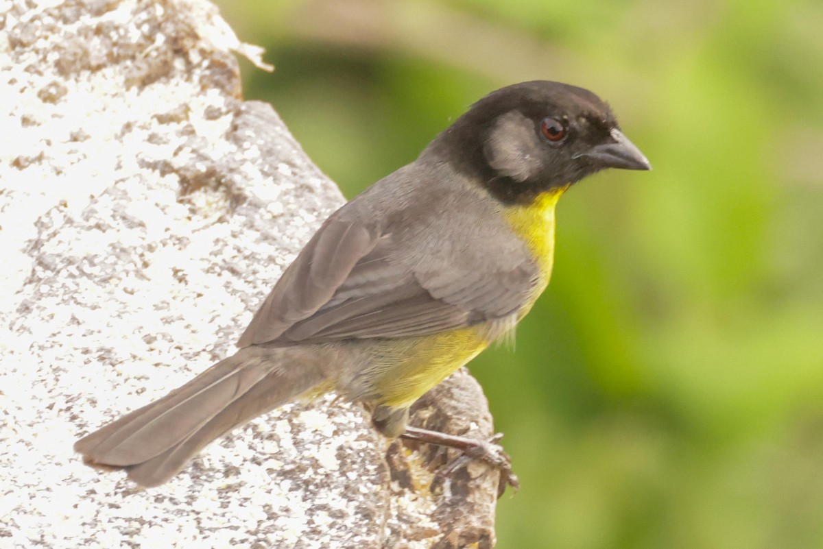 Santa Marta Brushfinch - ML650442888