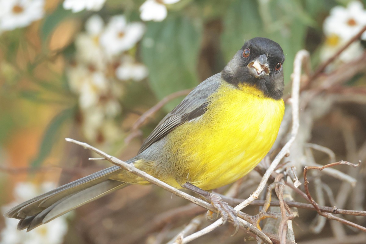 Santa Marta Brushfinch - ML650442889