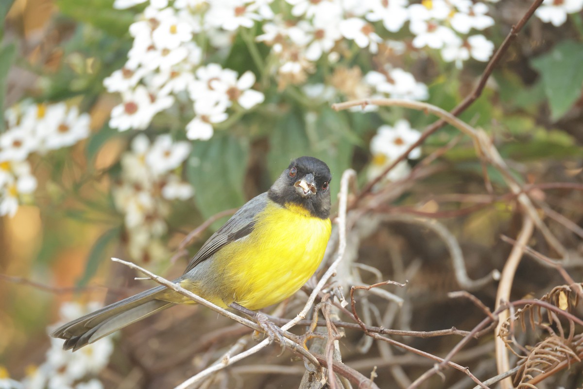 Santa Marta Brushfinch - ML650442892