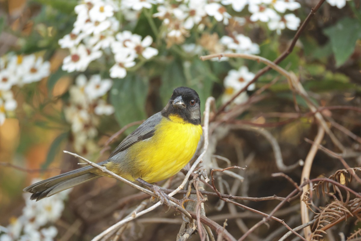 Santa Marta Brushfinch - ML650442894