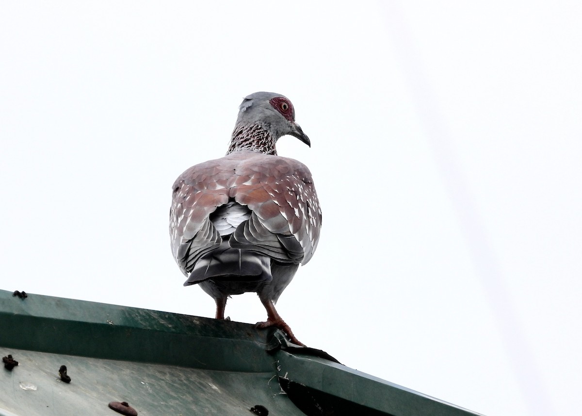 Pigeon roussard - ML650442976