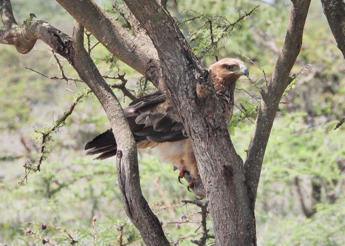 Aigle ravisseur - ML650443054