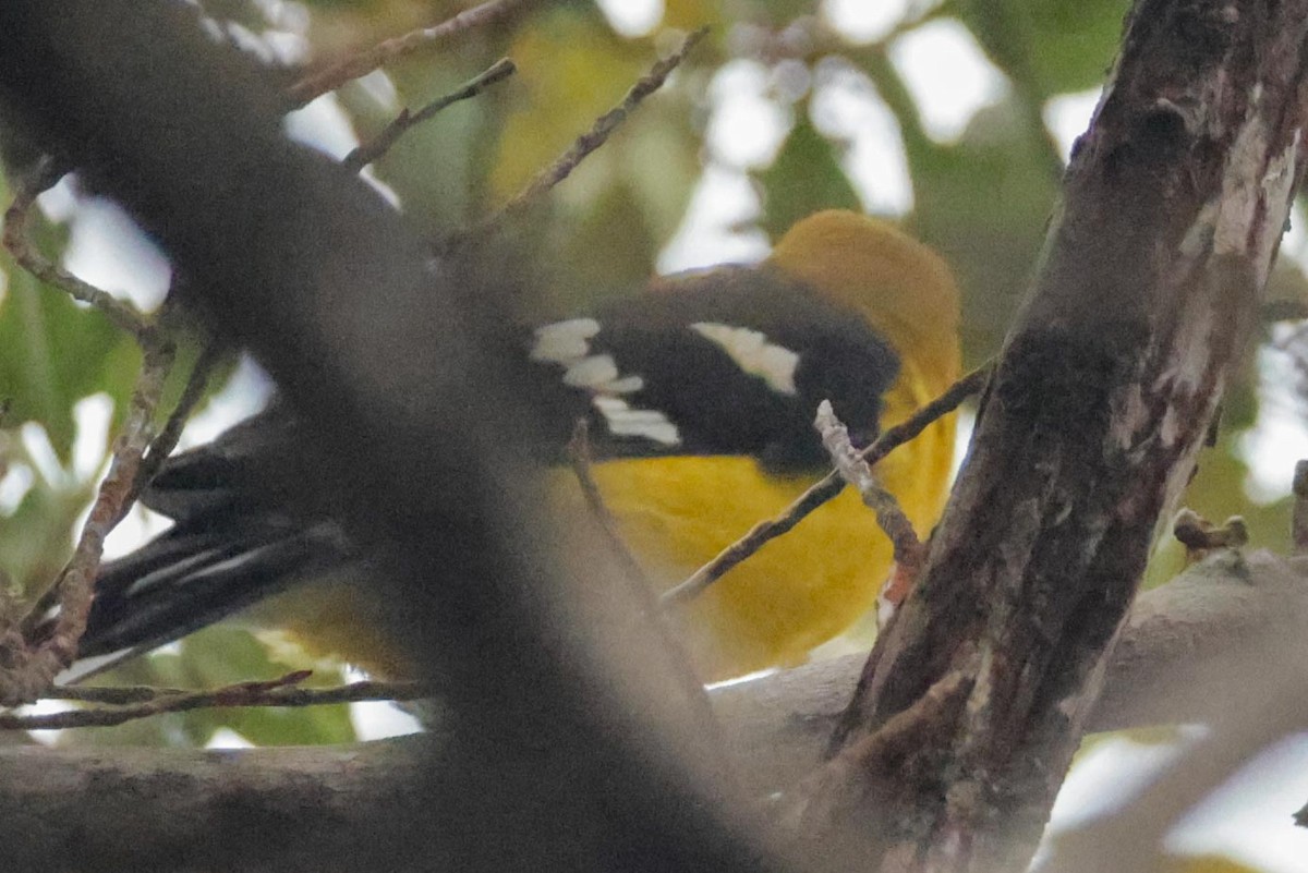 Golden Grosbeak - ML650443125