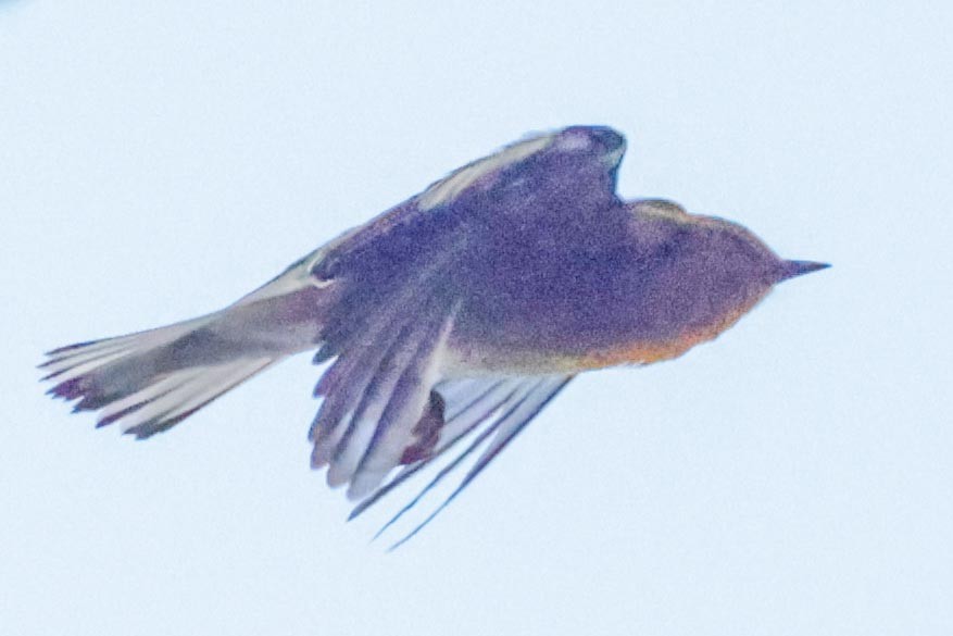 Blackburnian Warbler - ML650443181